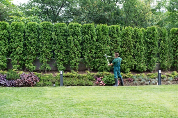 Professional Tree Services in Gallitzin, PA